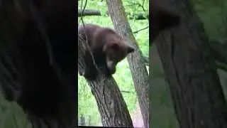Маленький медвежонок и большой плюх!