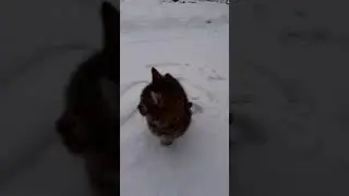 Котик на прогулке. 💦