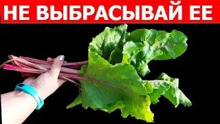 Вот что произойдет с организмом, если начать есть Ботву Свеклы