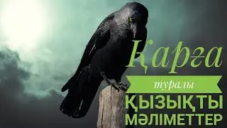 Қарға туралы қызықты мәліметтер