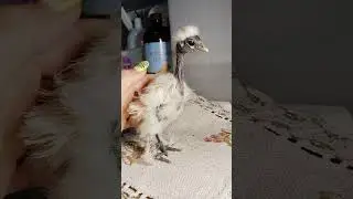 Мои красивые цыплята, голошейки и китайские шелковые, им 12 дней #silkies #chick