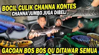 CRAZY!! A kid with small change kidnaps a giant Channa, BOSS, BOSS, QU