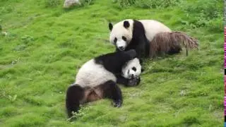 Pandas Wrestling 11
