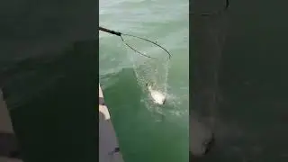 barramundi laut. bersama senior karjoo