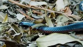 Red-bellied black snake foraging for food