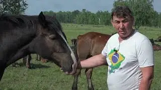 Табун 2023. Жеребцы тяжеловозы. продажа 89049364440