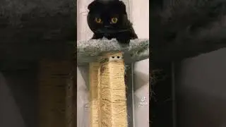 котики в тик ток