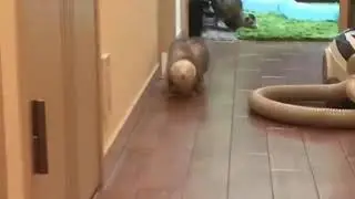 Ferret halfway run.