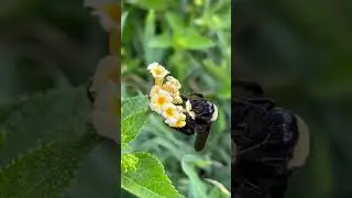 Bumblebees Foraging for Pollen and Nectar