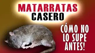 Mata RATAS y RATONES con este PODEROSO VENENO CASERO ¡Funciona!