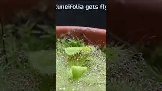 Sundew wraps around the prey, timelapse #shorts #carnivore