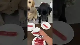 My dogs caught me cheating 😂🐶