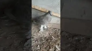 узбекские голуби Абдусалама город ош т,0996557 557770 стандарт ☆ ,чавкар'