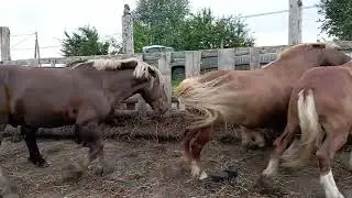 Пришёл жеребец в табун и началось