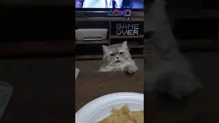 Little Lucy comes down under the table. My cat is very beautiful. She hears the words