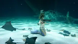 Spectacle de sirène en Aquarium - Mermaid's show in aquarium