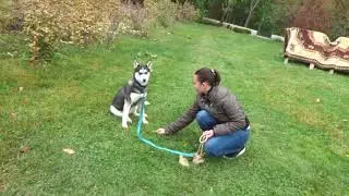 Мы все такие разные или типы ВНД. We are all so different or types of higher nervous activity