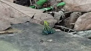 Rana Verde Venenosa de la Selva del Perú