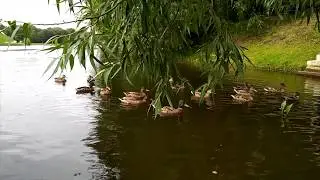 Утиные Истории. Чёрный кот охота.