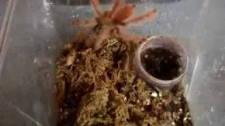Tarantula Feeding Video 9