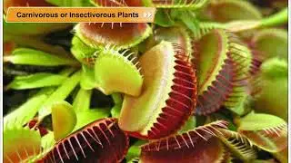 Carnivorous or Insectivorous Plants | Environmental Studies Class 5