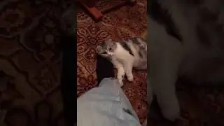 Очень интересная кошка