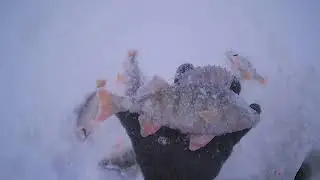 Чаны Колояр Окунь 17 12 2019