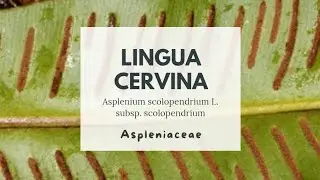 SCOLOPENDRIA COMUNE LINGUA CERVINA - Asplenium scolopendrium L. - Aspleniaceae - Hart’s tongue fern