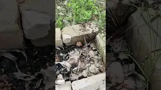 Зморшки люблять залишки вогнища