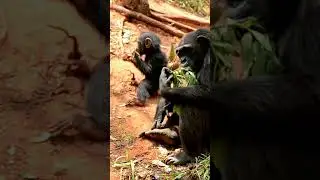 Mama and Baby Chimp🐵 Tired of Eating the Same Thing Day After Day.