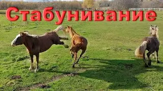 Новая лошадь. Стабунивание Истины.