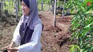PLANTING MALADA PEPPER