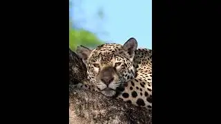 Леопард - одно из самых загадочных и изящных созданий в мире дикой природы...