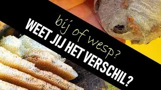 Het verschil tussen bijen- en wespennesten