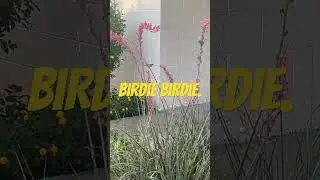 Life's 4 the birds