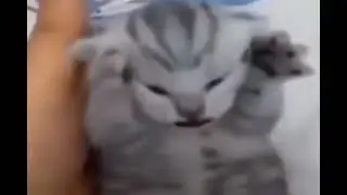 OMG, it's cat