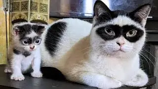 Funny animals - Funny cats and dogs - Funny animal videos 2024🤣