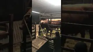 Выгрузка быка