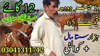 12 cows for sale in Mandi Madrasa today Baba Siddique Sahib 03041311712 03085686947