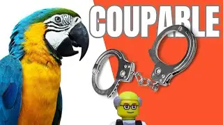 🦜 Dénoncée par son perroquet, elle finit en prison 🦜
