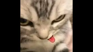 koniciwa