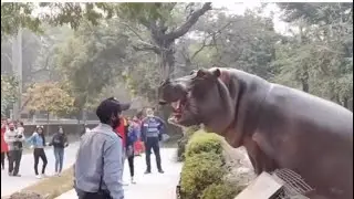 Why Wasn’t ANYONE Scared?? 😳🦛 