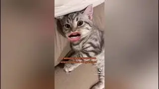 Они поели только что пюре с котлетной, а меня кормят какими то камушками