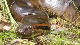 10 Most Dangerous Amazon Rainforest Animals