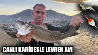 Şamandıralı Takım Canlı Karidesle Levrek Avı | Kısa ve Öz Balık Avı | 