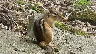 Chipmunk raises havoc on local food supply when stared at for a while