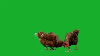 hen green screen video backgroun | chroma key | HD Effect