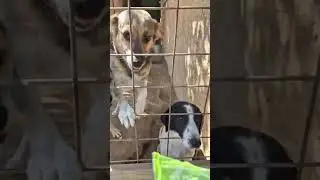 Весёлые собачки    #собака #dog #dogs
