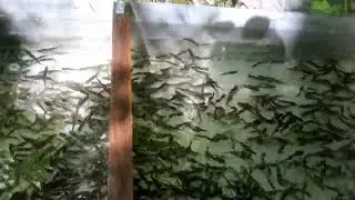 Малёк форели! Примерно 1700штук