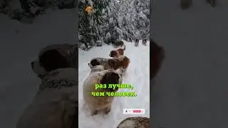 Нюх. #котик #киса #собака #пёсик #уход #факты #интересно #умнее #это_надо #пригодится